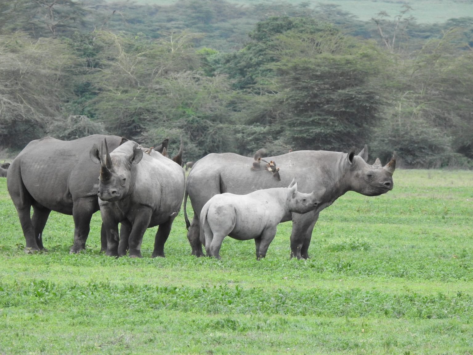 Ngorongoro Crater