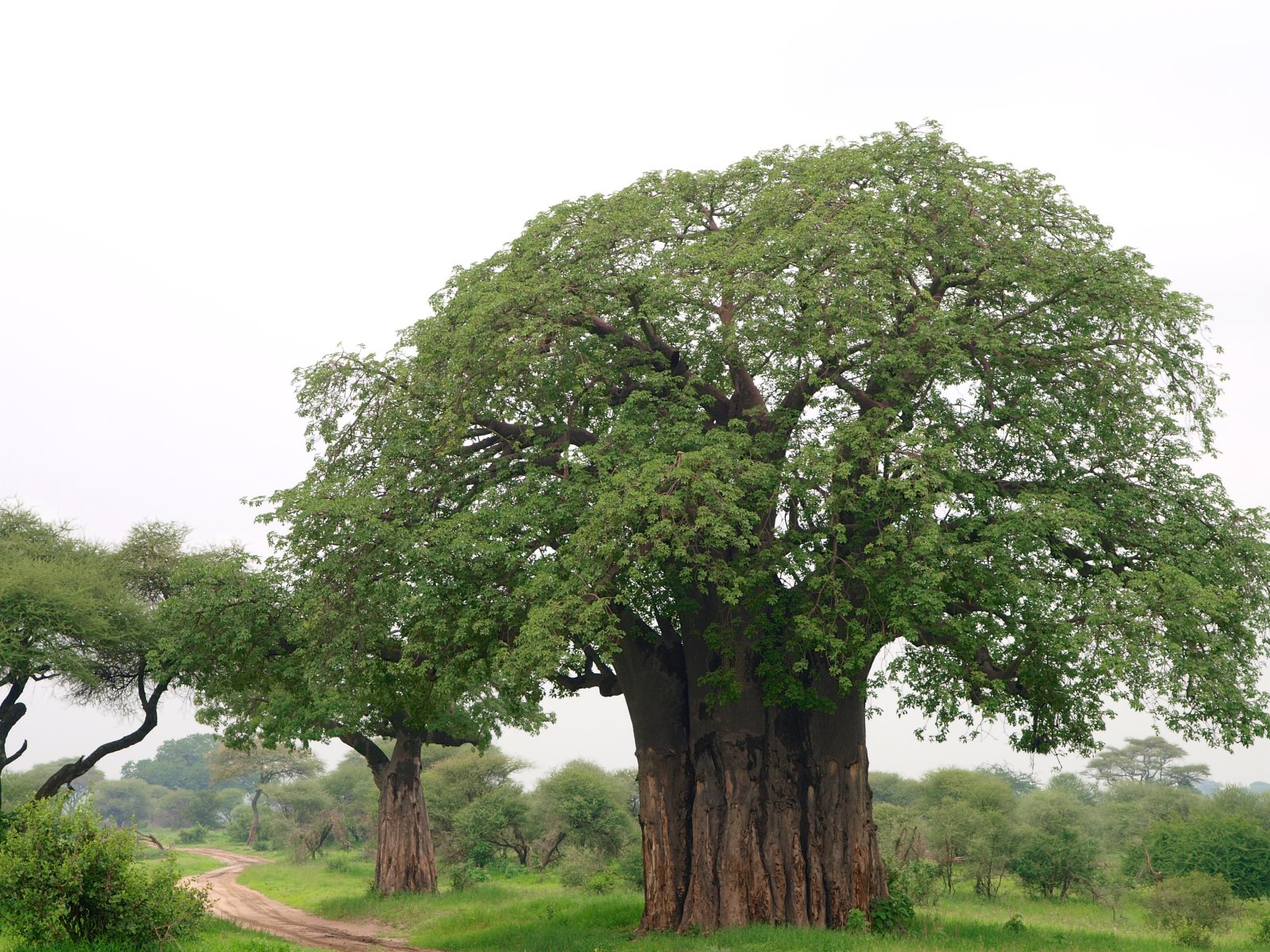 4-Day Tarangire & Lake Manyara Safari